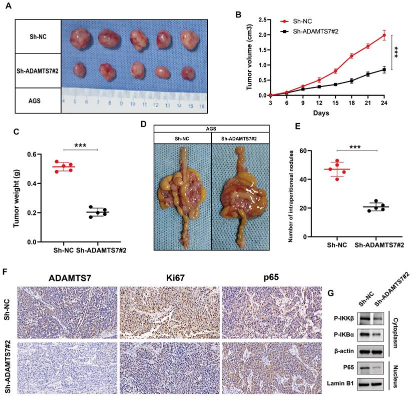 J Cancer Image