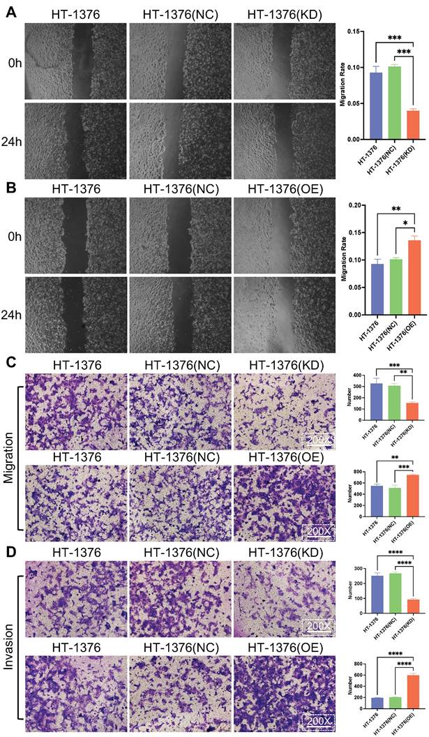 J Cancer Image