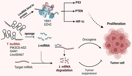 J Cancer Image