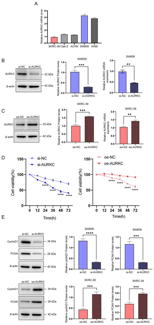 J Cancer Image