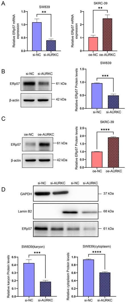 J Cancer Image