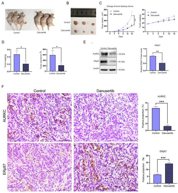 J Cancer Image