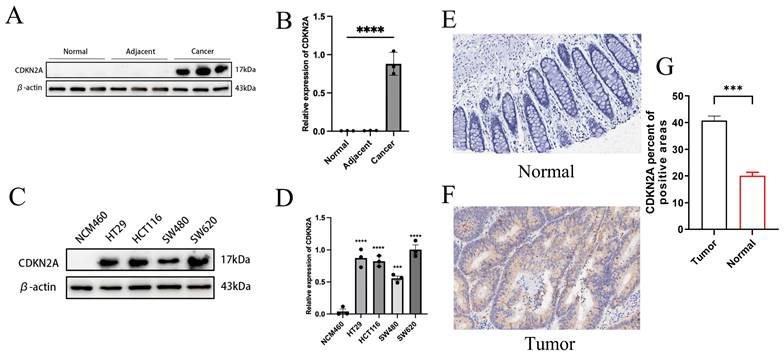 J Cancer Image