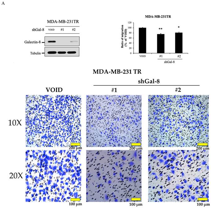 J Cancer Image