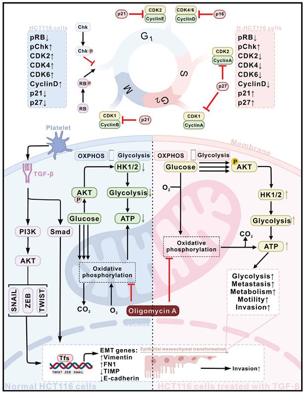 J Cancer Image