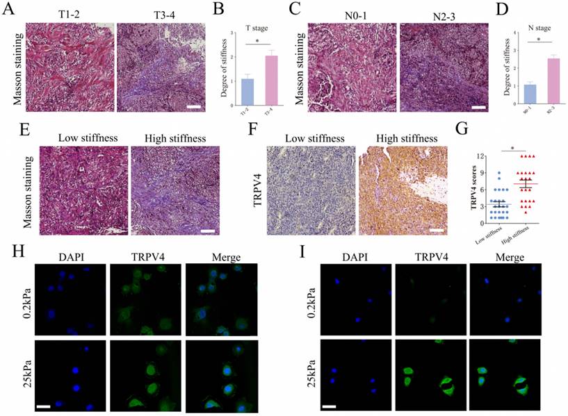 J Cancer Image