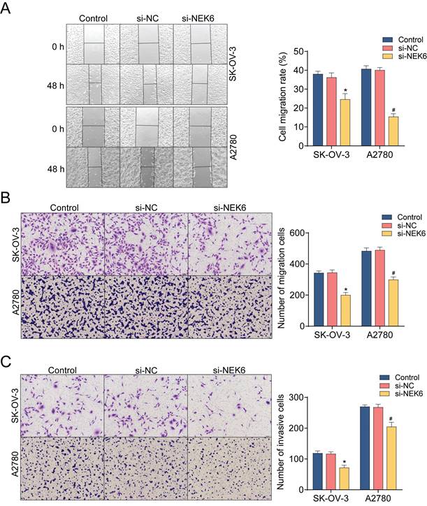 J Cancer Image