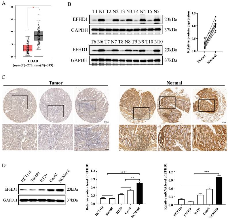 J Cancer Image