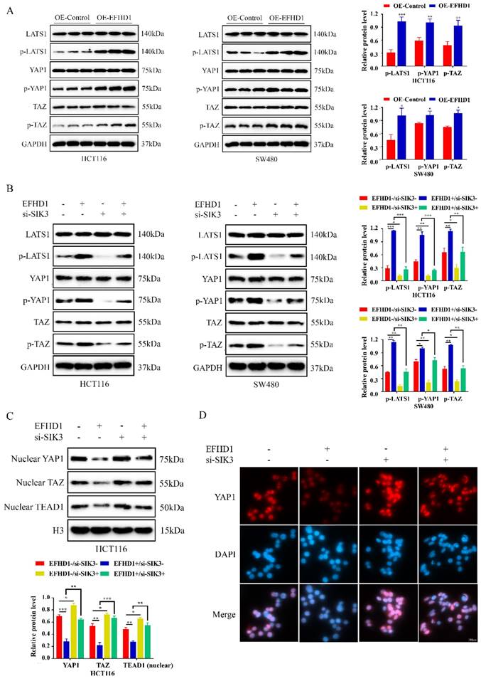 J Cancer Image