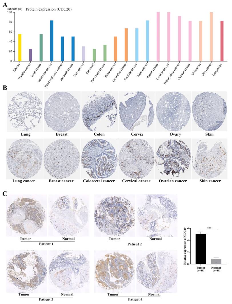 J Cancer Image