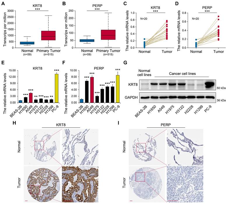 J Cancer Image