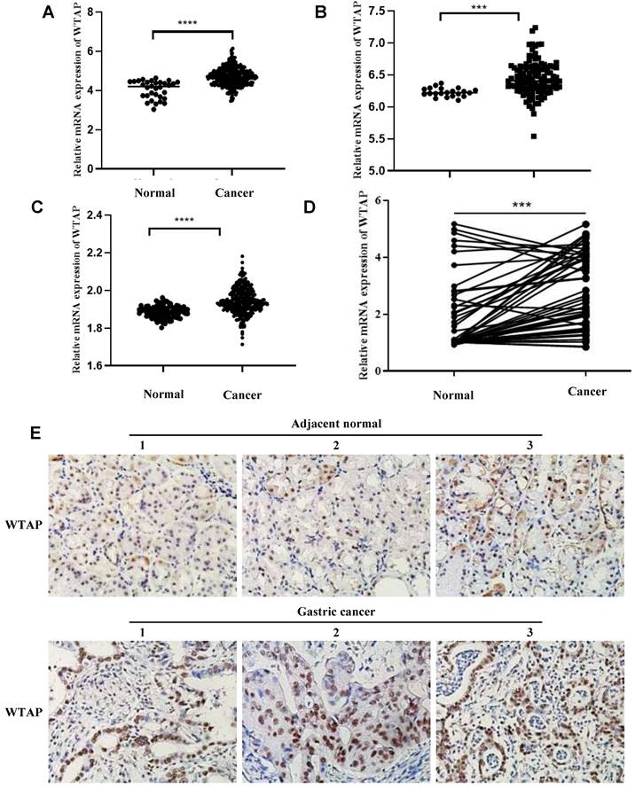 J Cancer Image