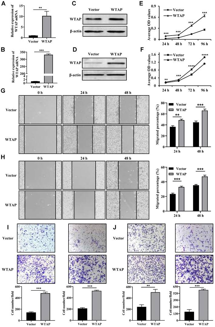 J Cancer Image