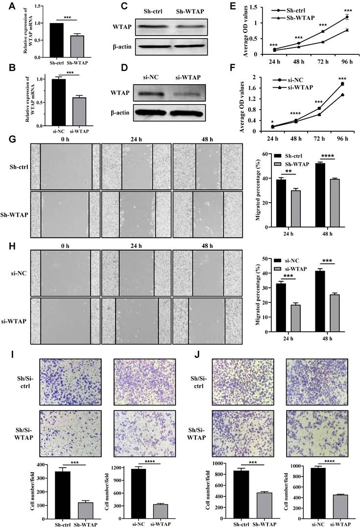 J Cancer Image