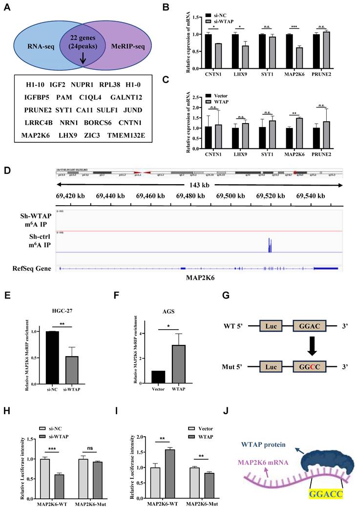 J Cancer Image