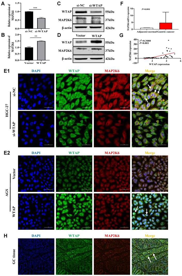 J Cancer Image