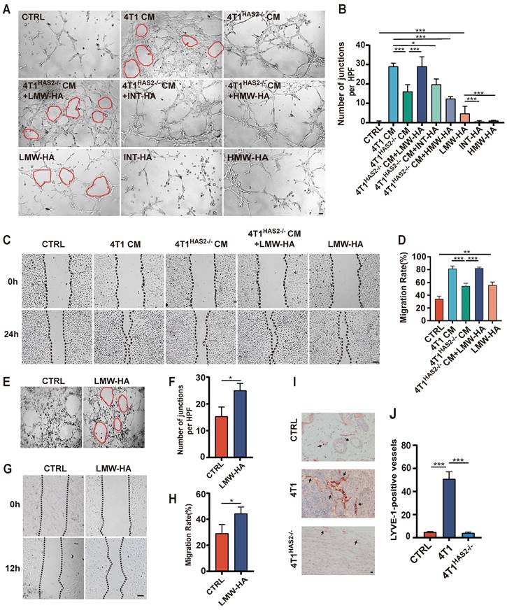 J Cancer Image