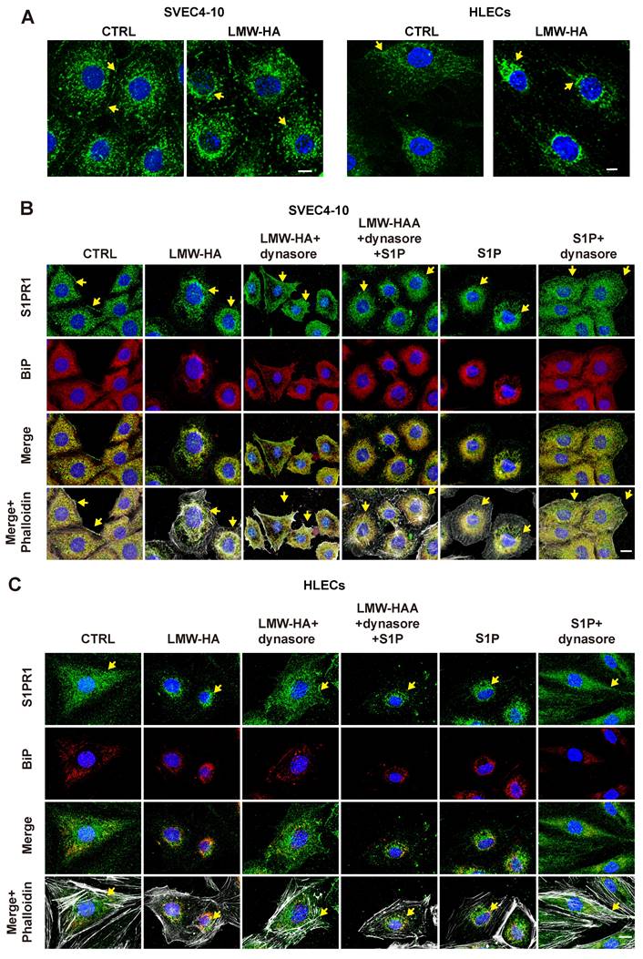 J Cancer Image