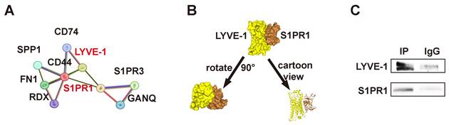 J Cancer Image