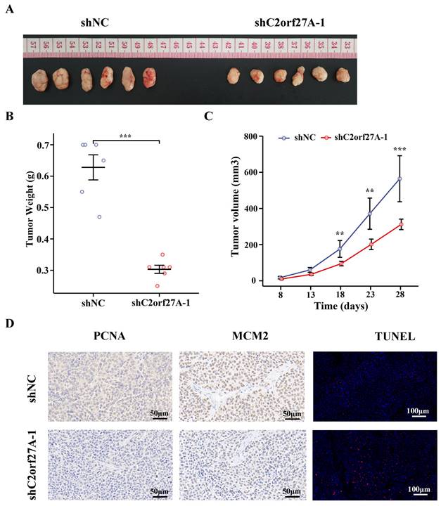 J Cancer Image