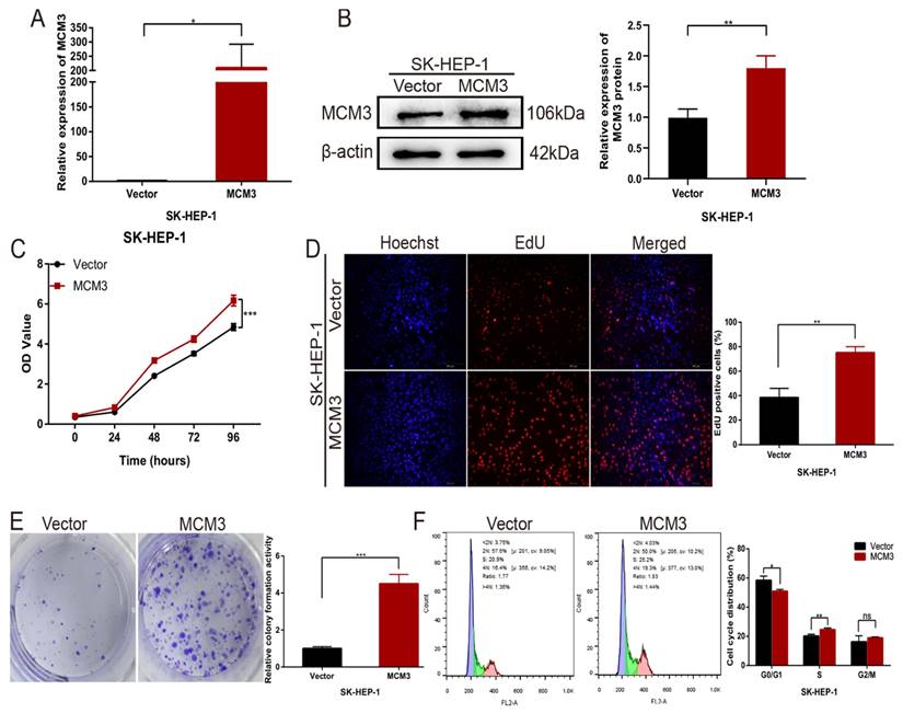 J Cancer Image