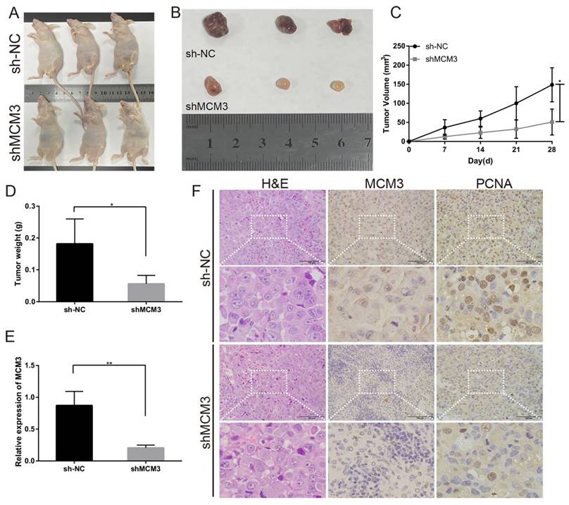 J Cancer Image