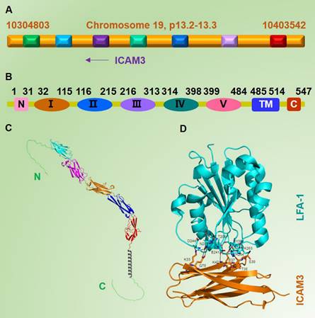 J Cancer Image