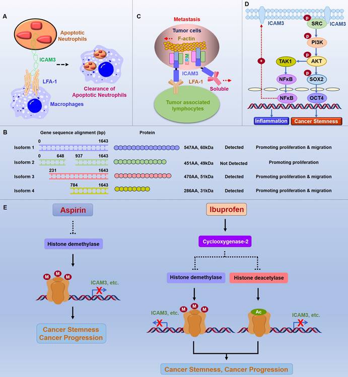 J Cancer Image