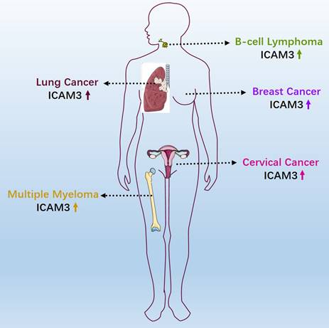 J Cancer Image