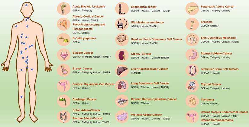 J Cancer Image