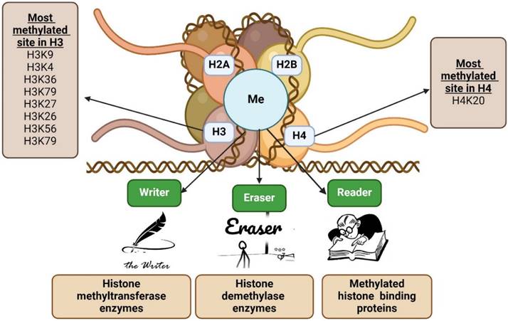 J Cancer Image