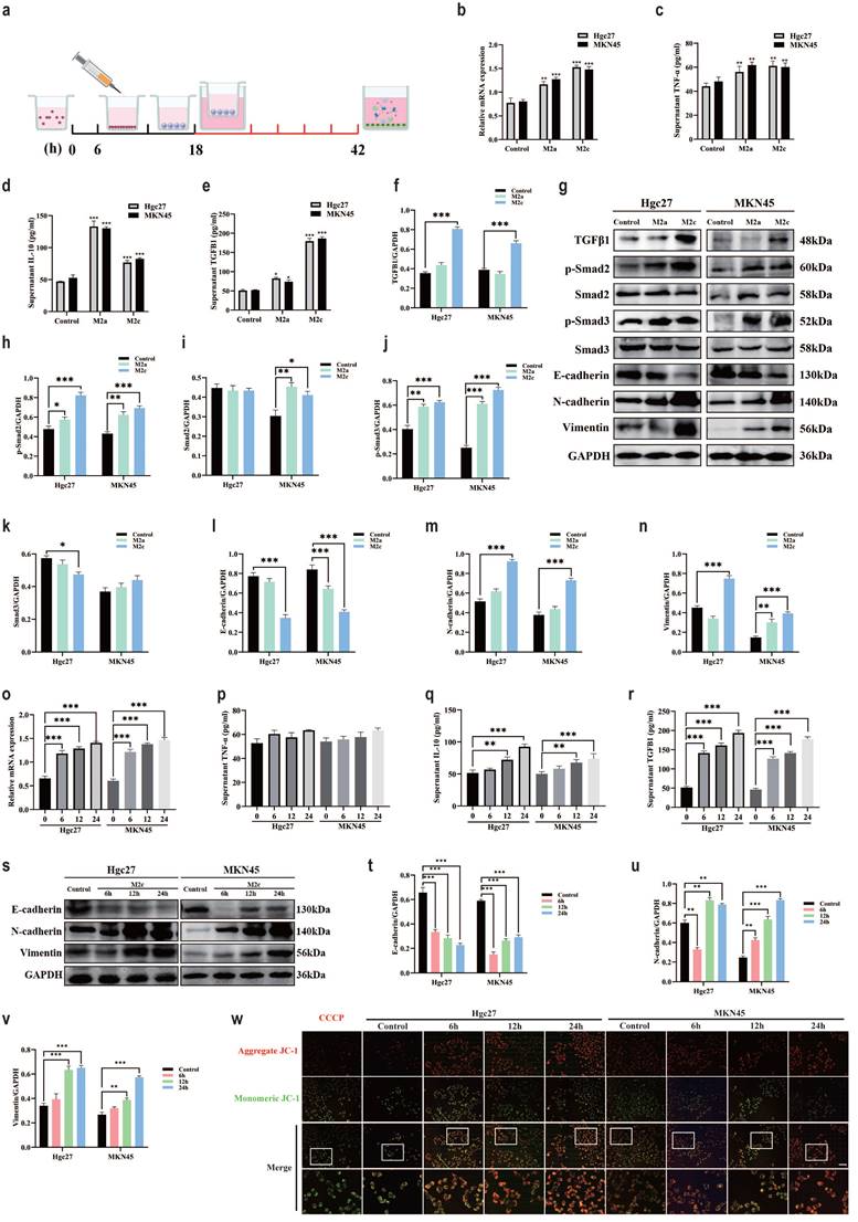 J Cancer Image