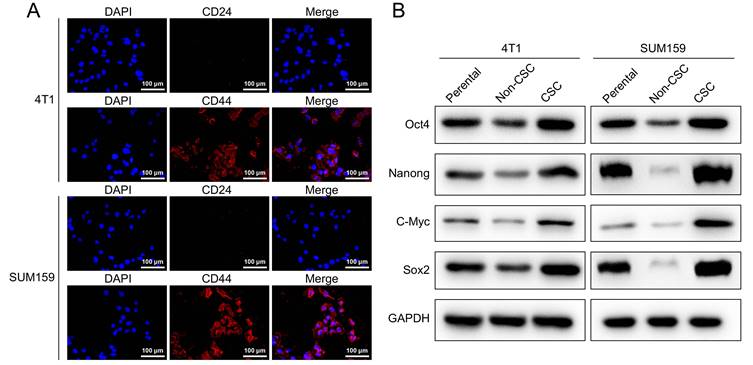 J Cancer Image