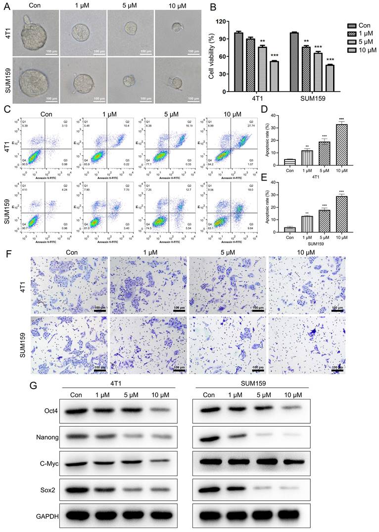 J Cancer Image