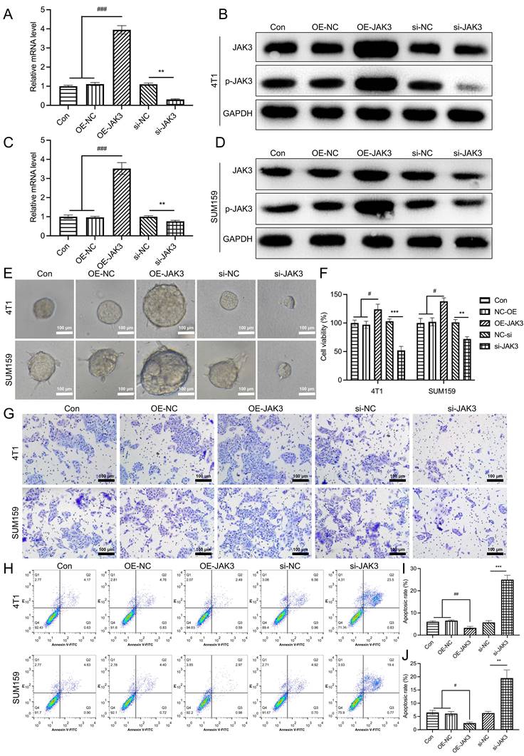 J Cancer Image