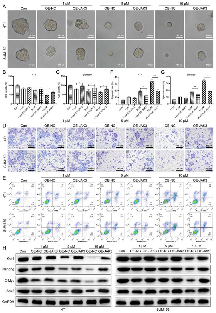 J Cancer Image