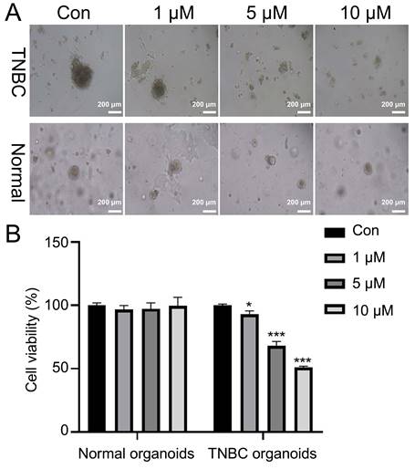 J Cancer Image