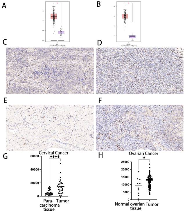 J Cancer Image