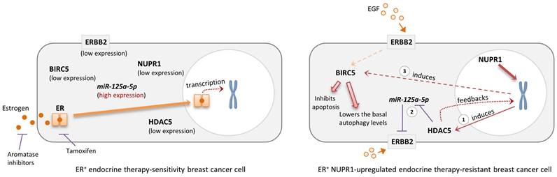 J Cancer Image