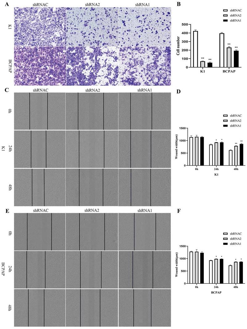 J Cancer Image