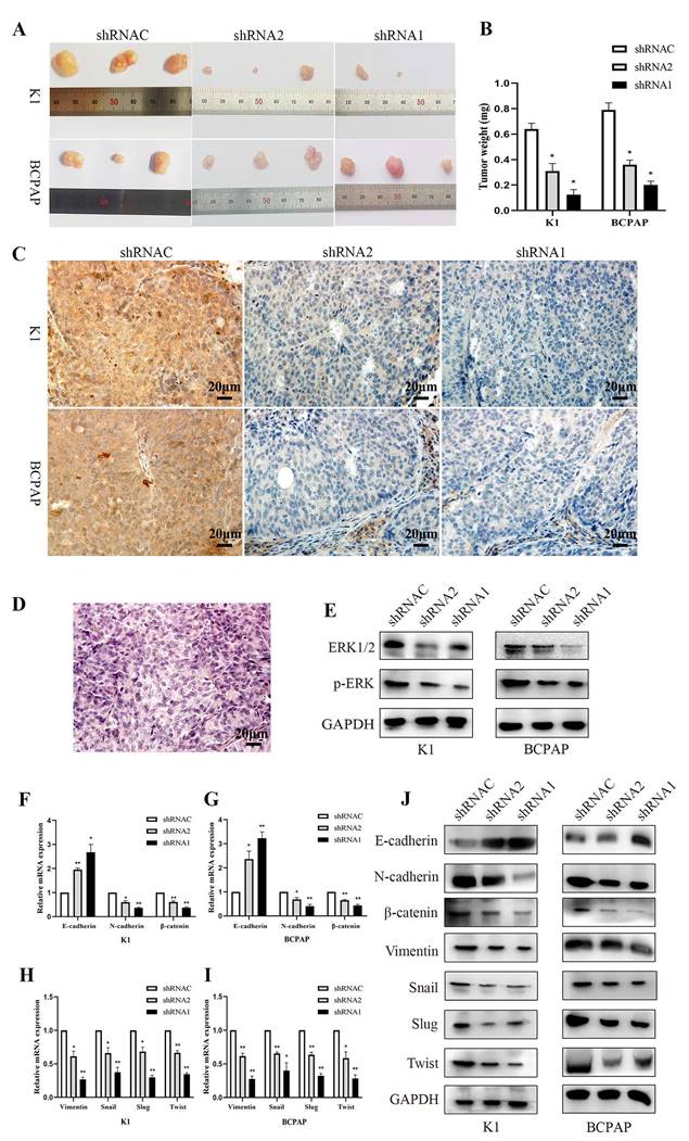 J Cancer Image