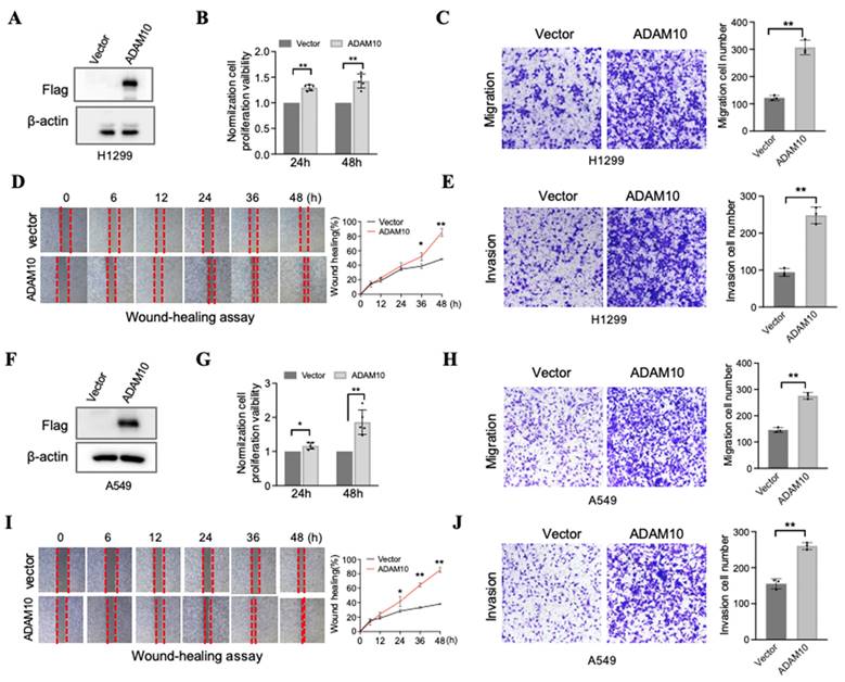 J Cancer Image