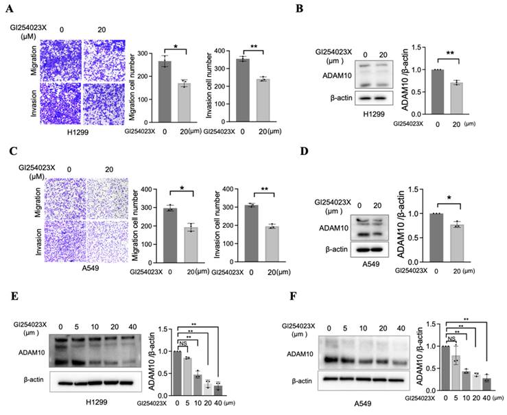 J Cancer Image