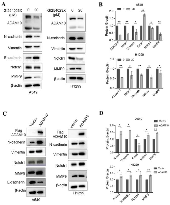 J Cancer Image