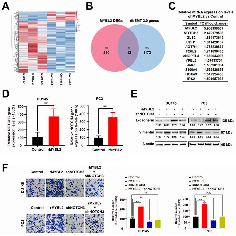 J Cancer Image