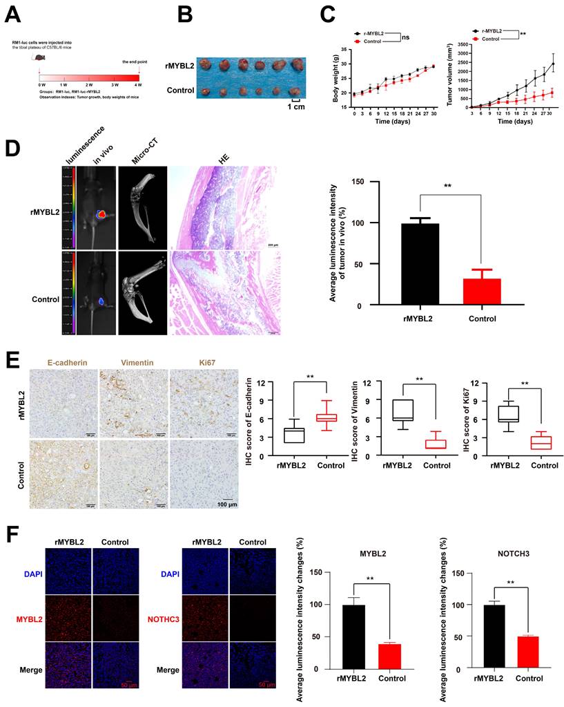 J Cancer Image