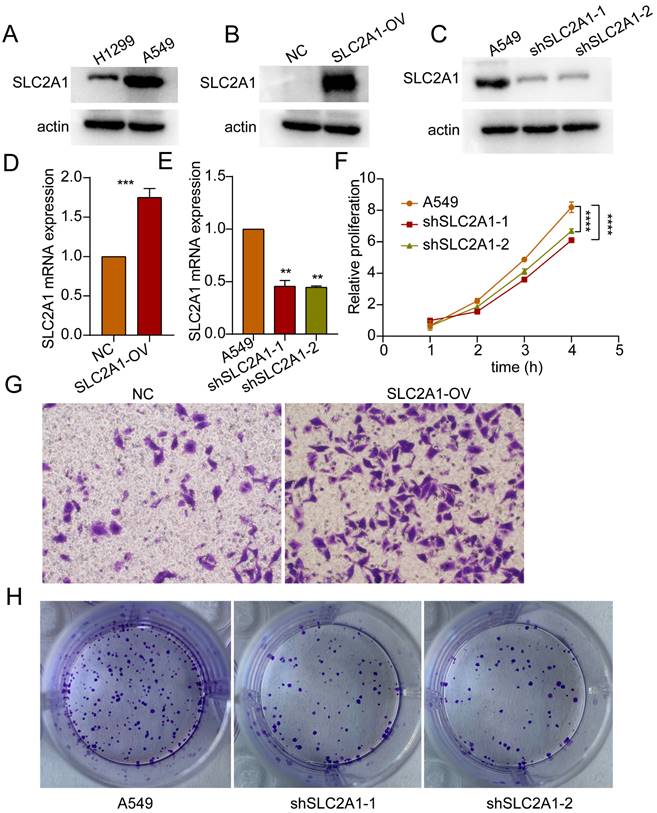 J Cancer Image