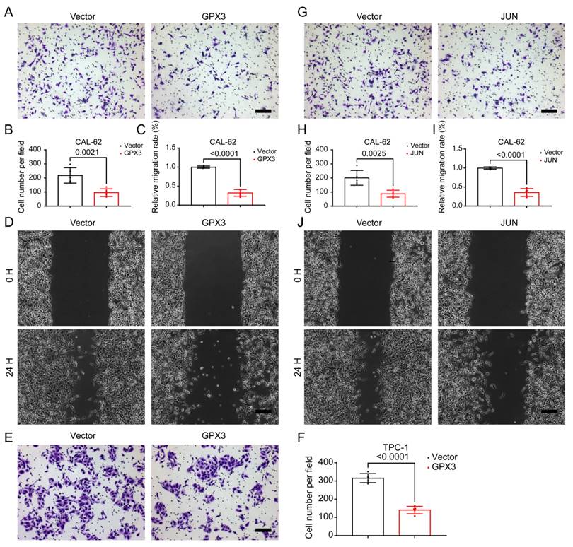 J Cancer Image