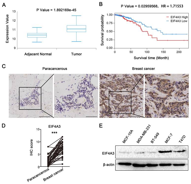 J Cancer Image