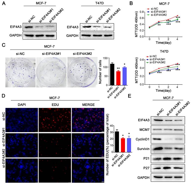 J Cancer Image